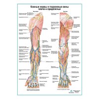 Кожные нервы и подкожные вены плеча и предплечья плакат А1+/А2+
