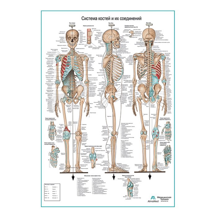 Система костей и их соединений (скелет человека), плакат глянцевый А1+/А2+
