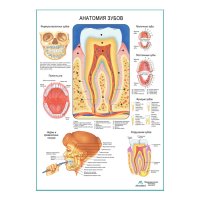 Анатомия зубов, плакат глянцевый А1+/А2+