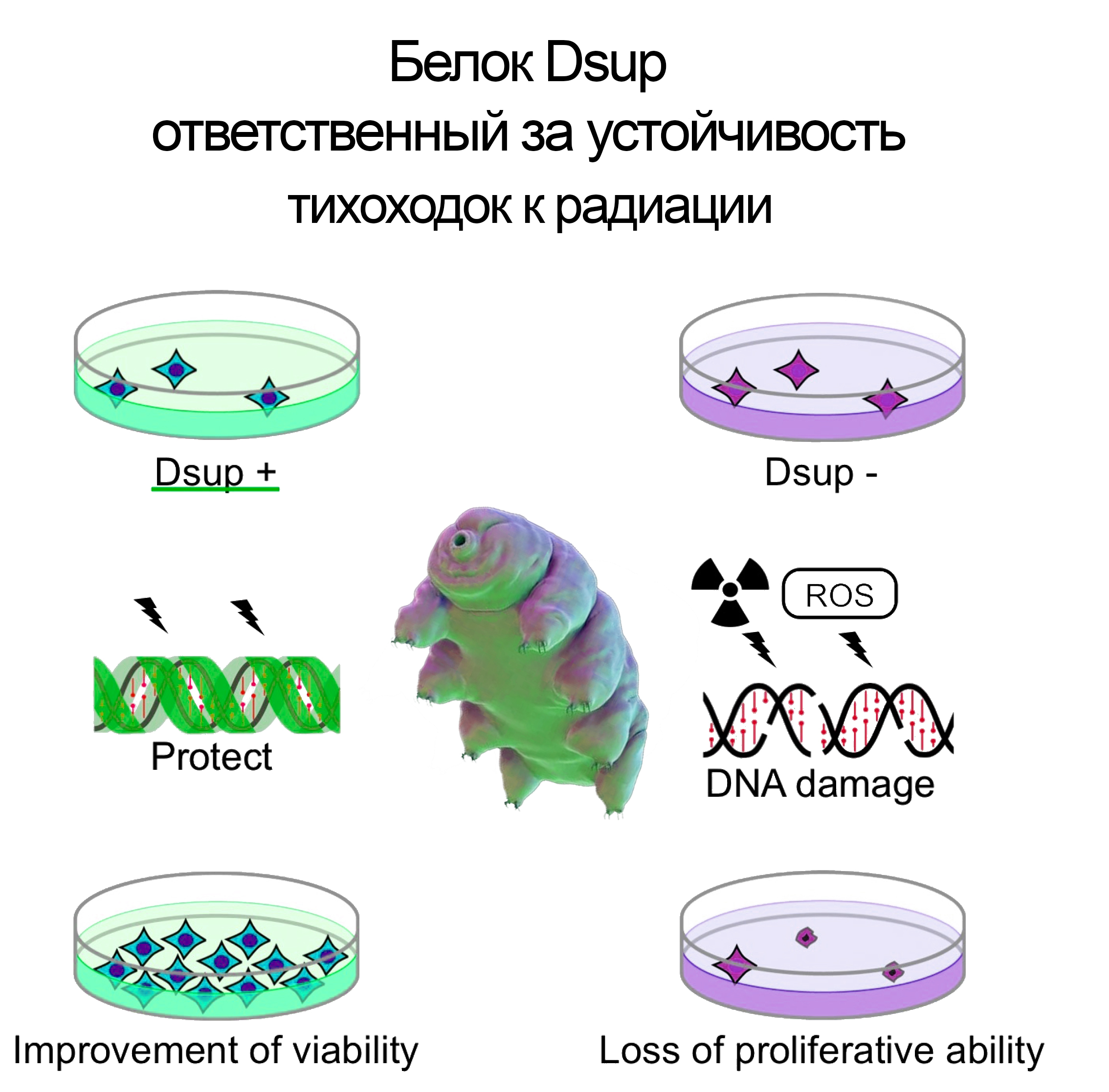 Белок Dsup