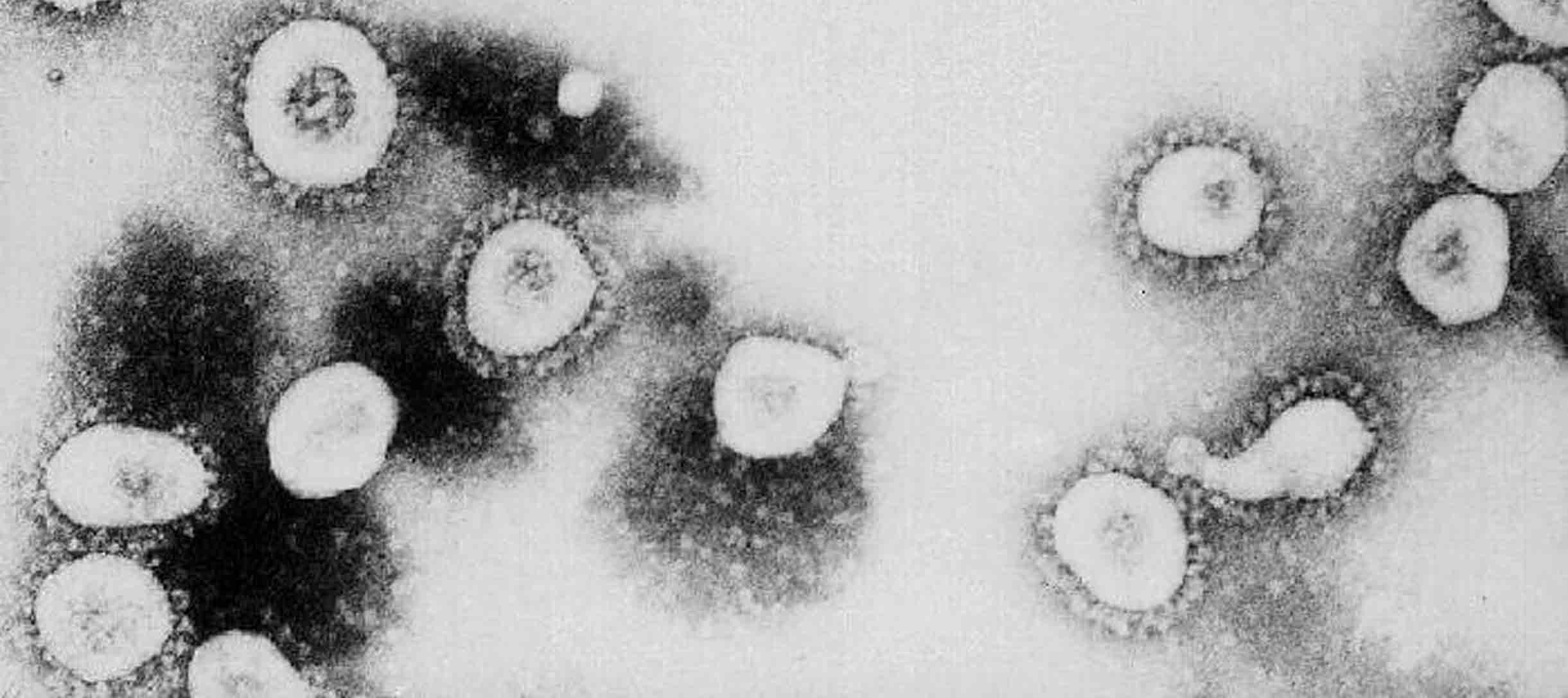 Мутация коронавируса
