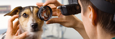проверка зрения животных у офтальмолога