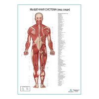 Мышечная система человека, вид сзади. Плакат глянцевый А1+/А2+