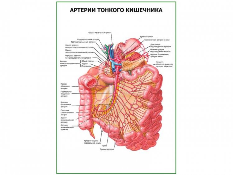 Артерии тонкого кишечника плакат глянцевый  А1/А2