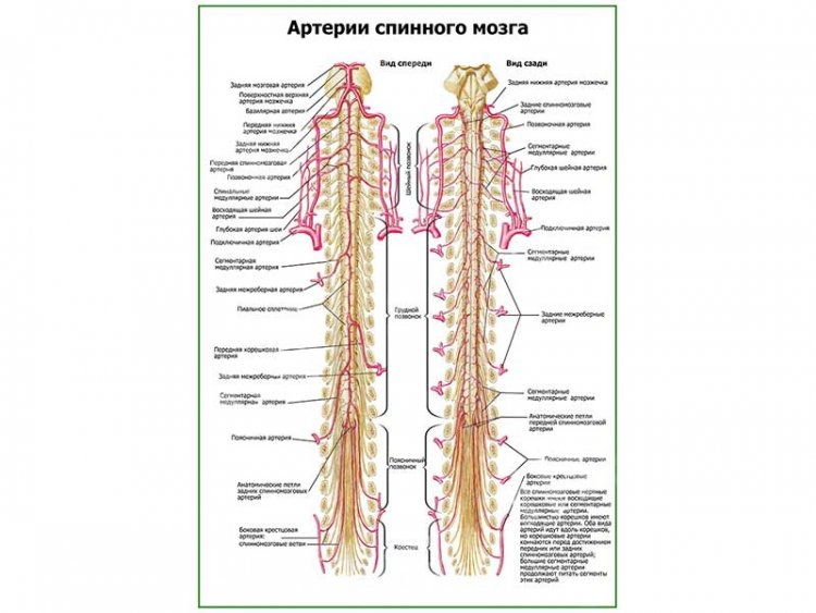 Артерии спинного мозга плакат глянцевый А1/А2