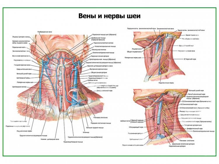 Нервы и вены шеи плакат глянцевый А1/А2