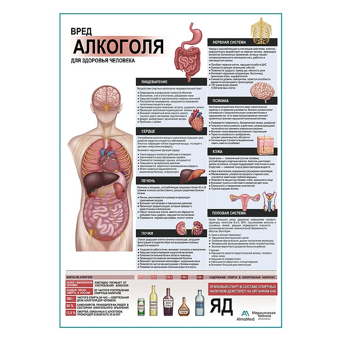 Вред алкоголя для здоровья плакат глянцевый А1+/А2+