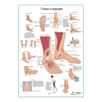 Стопы и лодыжки, плакат глянцевый А1+/А2+