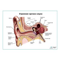 Строение органа слуха, ухо плакат глянцевый А1+/А2+
