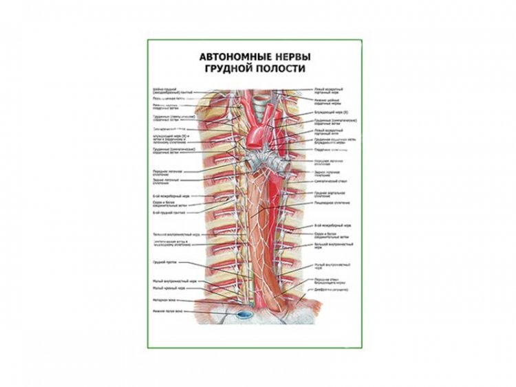 Автономные нервы грудной полости плакат глянцевый А1/А2