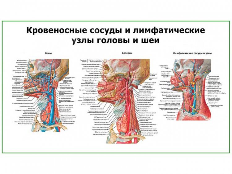 Сосуды головы и шеи схема