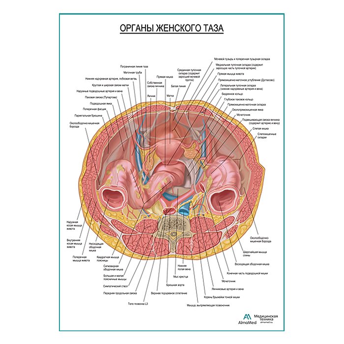 Внутренние органы женского таза плакат глянцевый А1+/А2+