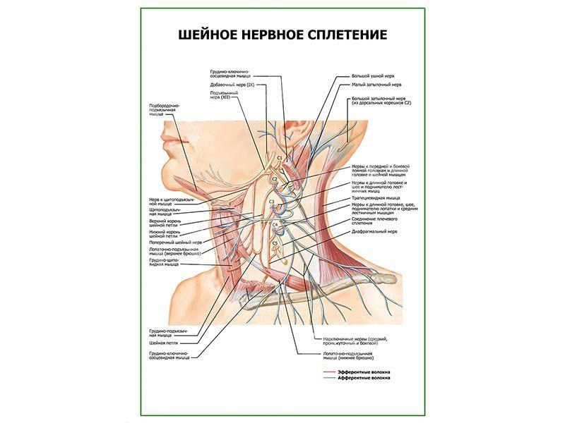 Нервные сплетения человека схема расположения