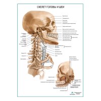 Костный скелет головы и шеи плакат глянцевый А1+/А2+