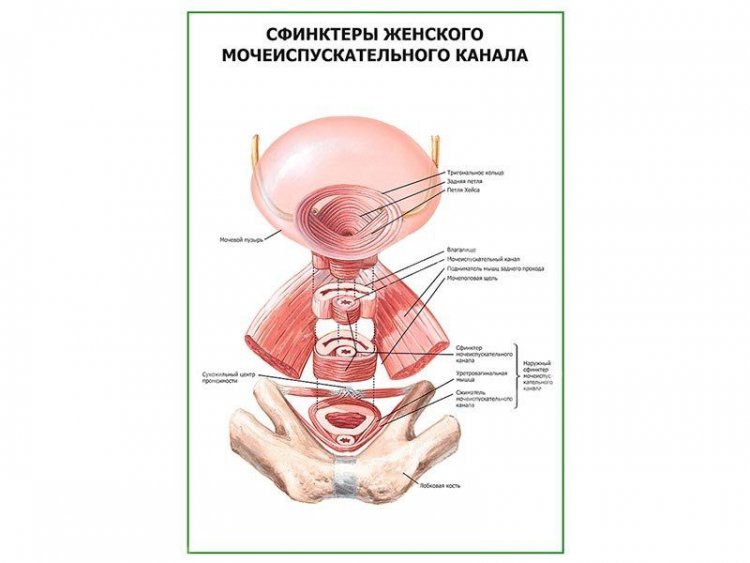 Сфинктеры женского мочеиспускательного канала плакат глянцевый А1/А2