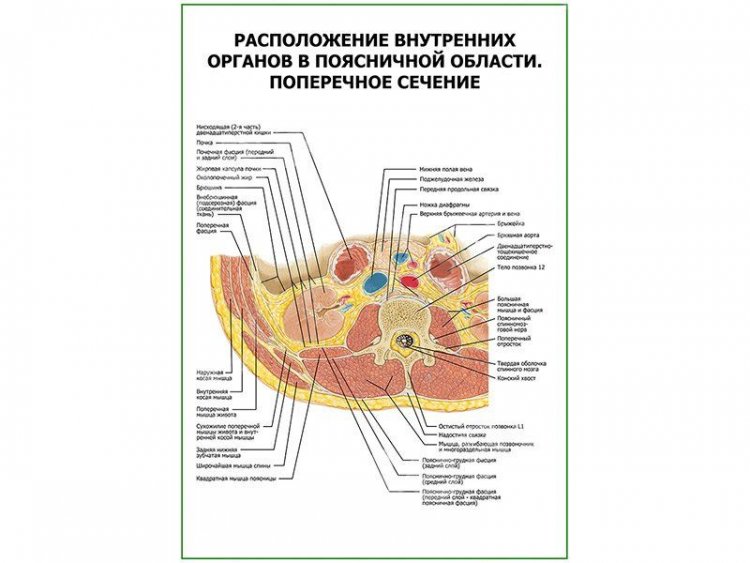 Расположение внутренних органов в поясничной области. Поперечное сечение плакат глянцевый А1/А2