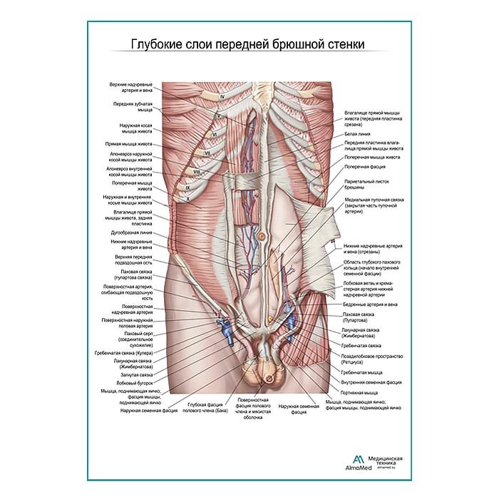 Мышцы живота. Глубокие слои. Вид спереди плакат глянцевый А1+/А2+