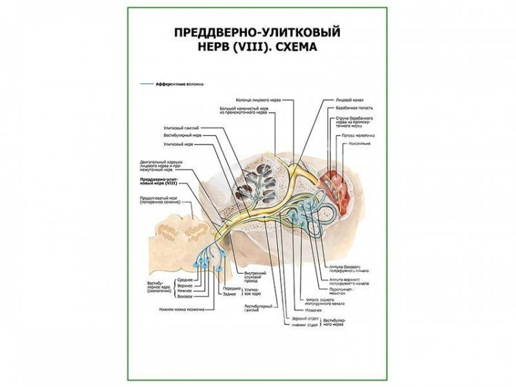 Преддверно-улитковый нерв (VIII). Схема плакат глянцевый А1/А2