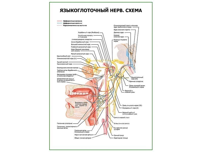 Освобождение нерва латынь. Языкоглоточный й нерв Неттер. Языкоглоточный нерв ядра. Языкоглоточный нерв анатомия Неттер. Языкоглоточный нерв анатомия на препарате.