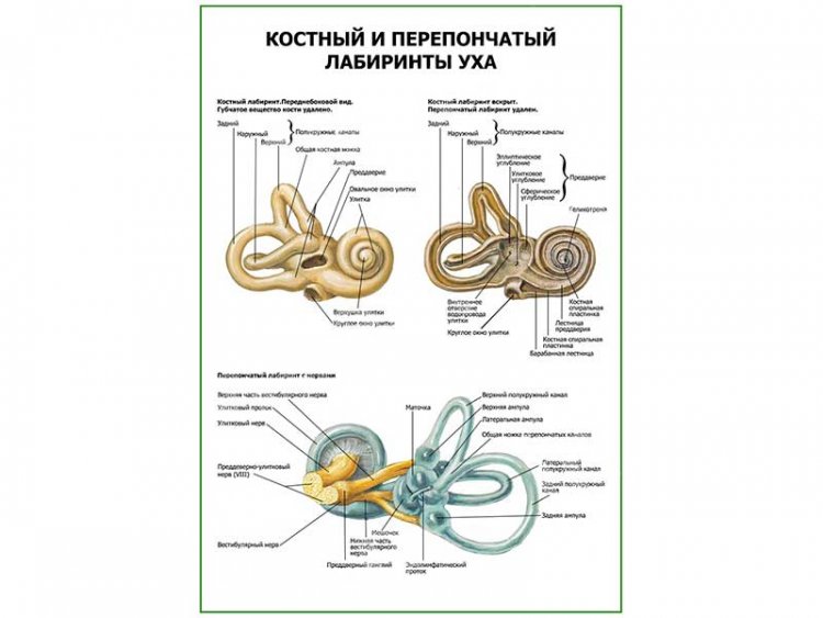 Схема перепончатого лабиринта