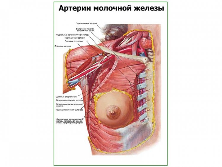 Артерии молочной железы плакат глянцевый А1/А2