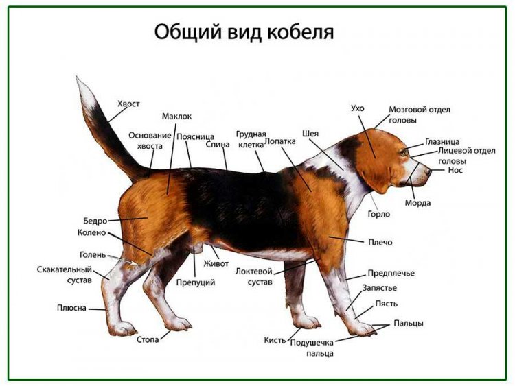 Общий вид собаки (кобель), плакат глянцевый А1/А2