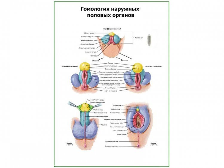 Гомология наружных половых органов плакат глянцевый А1/А2