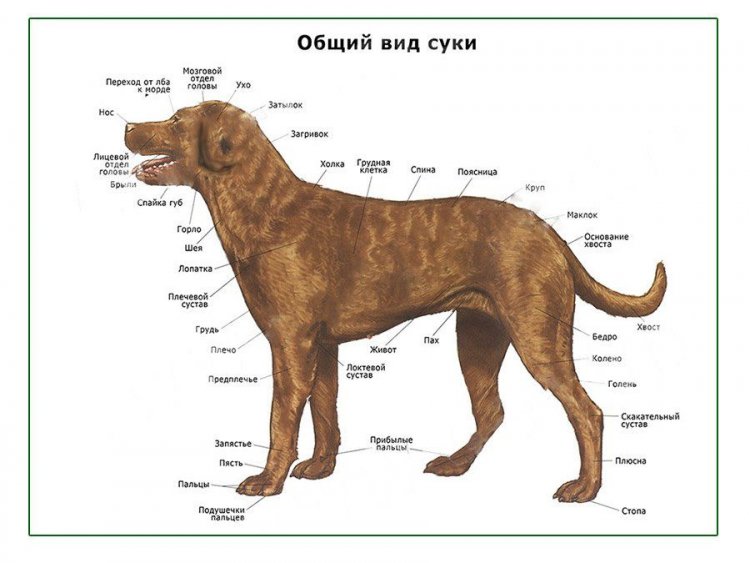 Общий вид собаки (сука), плакат глянцевый А1/А2