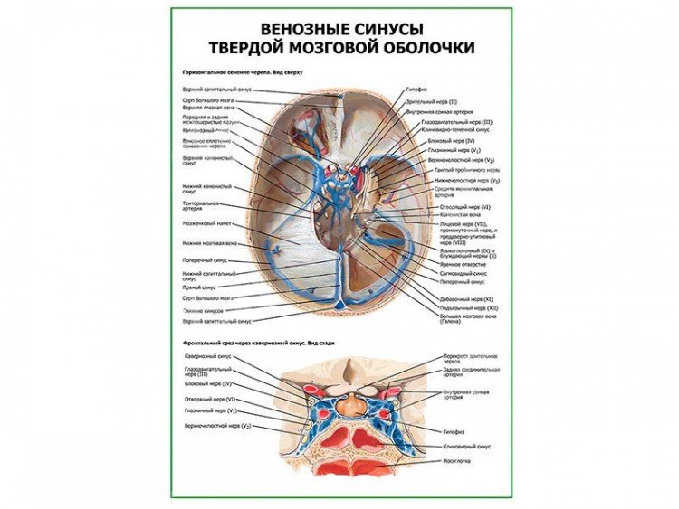 Синусы вен головного мозга. Синусы твердой оболочки головного мозга анатомия. Хирургическая анатомия венозных синусов твердой мозговой оболочки. Синусы твердой мозговой оболочки схема. Синусы твёрдой мозговой оболочки гемодинамика.