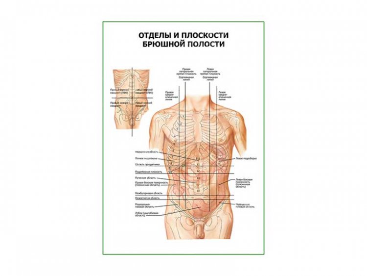 Отделы и плоскости брюшной полости плакат глянцевый А1/А2