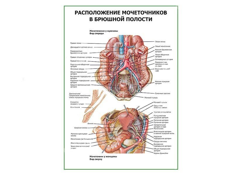 Расположение внутренних органов мужчины в брюшной полости. Плакат органы брюшной полости. Расположение мочеточников в брюшном пространстве. Автономная иннервация Толстого кишечника плакат глянцевый а1/а2. Двух и более полостей.