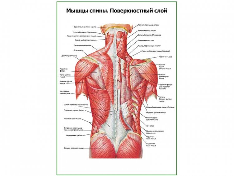 Мышцы спины, поверхностный слой плакат глянцевый А1/А2