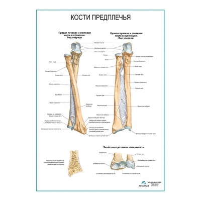 Кости предплечья плакат глянцевый А1+/А2+