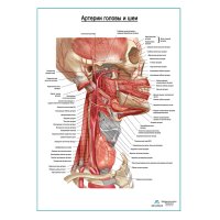 Артерии головы и шеи плакат глянцевый А1+/А2+