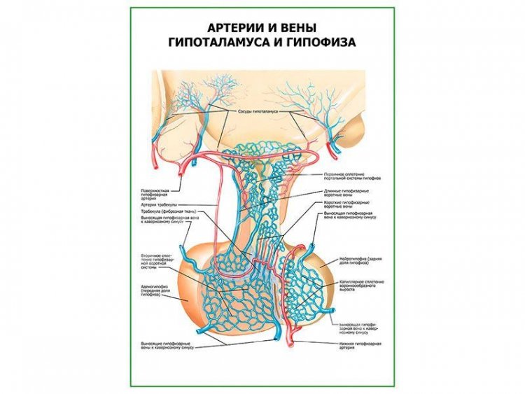 Артерии и вены гипоталамуса и гипофиза плакат глянцевый А1/А2