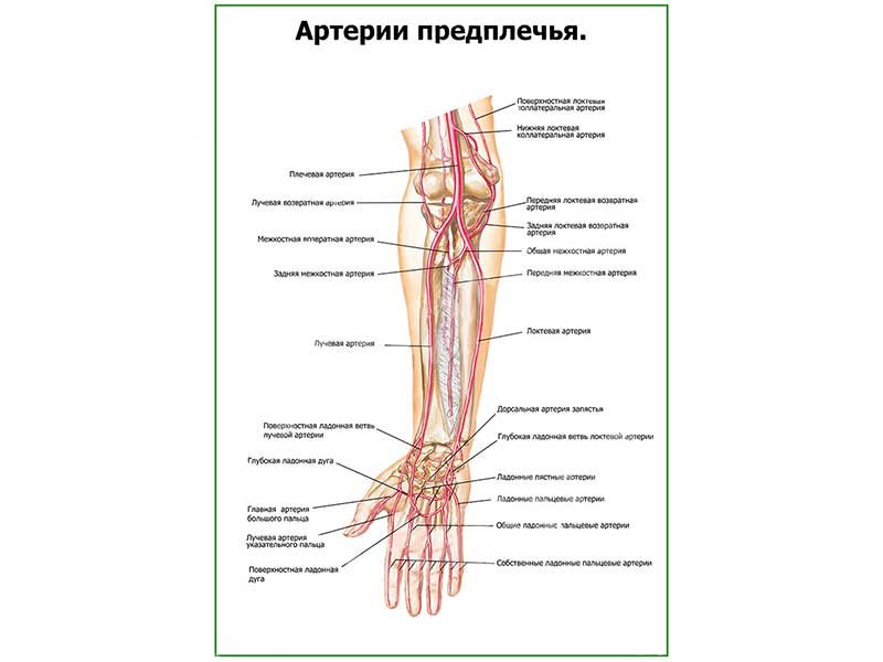 Правая лучевая артерия. Лучевая артерия Неттер. Локтевая артерия анатомия. Ветви лучевой артерии.