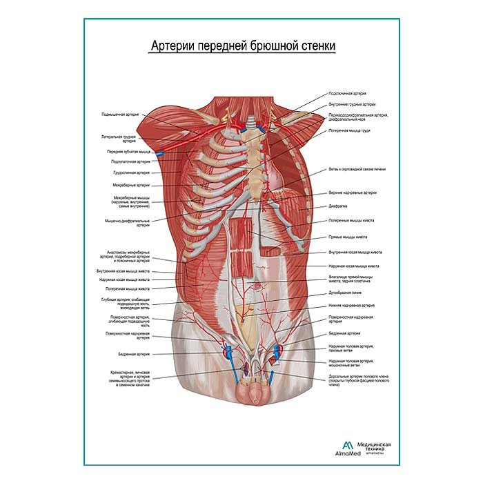 Артерии передней брюшной стенки плакат глянцевый А1+/А2+