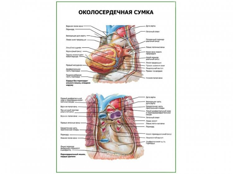 Что находится внутри околосердечной сумки Цікава інформація медичної спрямованості Анатомія людини