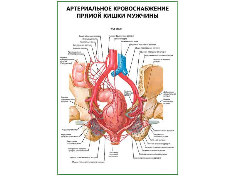 Схема прямой кишки у мужчин