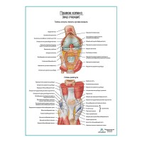 Колено, мышечно-связочный аппарат плакат глянцевый А1+/А2+