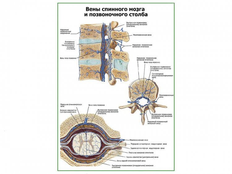 Вены спинного мозга и позвоночного столба плакат глянцевый А1/А2