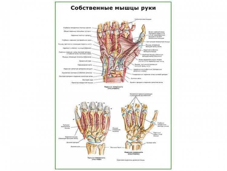Собственные мышцы руки плакат глянцевый А1/А2