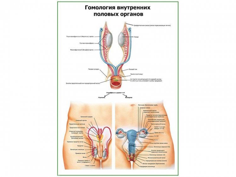 Гомология внутренних половых органов плакат глянцевый А1/А2