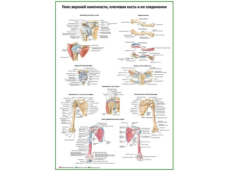 Соединения конечностей и поясов. Соединения пояса верхней конечности. Соединение костей плечевого пояса. Кости пояса верхней конечности и их соединения. Соединения плечевого пояса и верхних конечностей.
