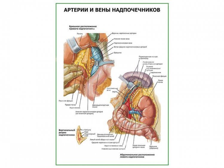 Артерии и вены надпочечников плакат глянцевый А1/А2