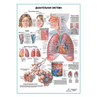 Дыхательная система человека, плакат глянцевый А1+/А2+