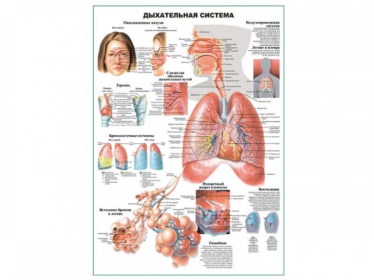 Дыхательная система человека, плакат глянцевый А1/А2