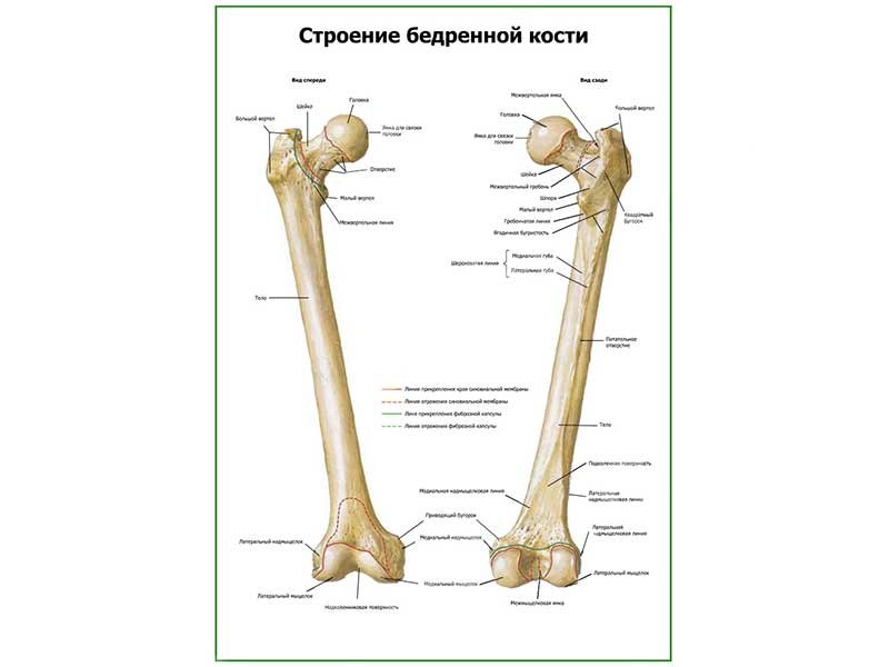 Укажите обозначенные на рисунке элементы строения бедренной кости под номерами 1 2 3