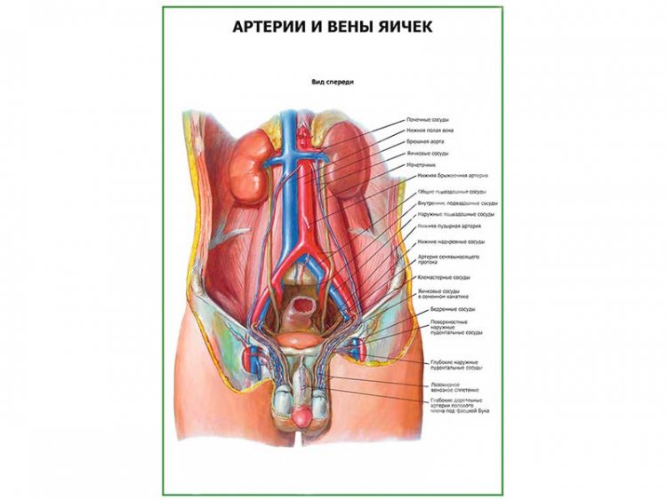 Артерии и вены яичек плакат глянцевый А1/А2