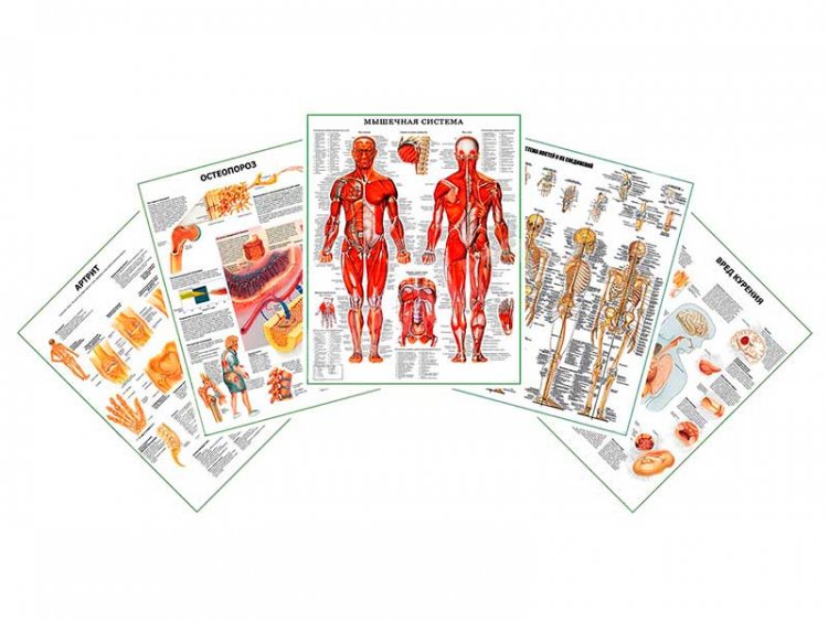 Комплект плакатов для кабинета ревматолога глянцевый А1/А2